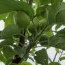 34 apples