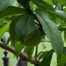 35 peaches