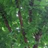 36 plum
