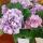 37 flowers