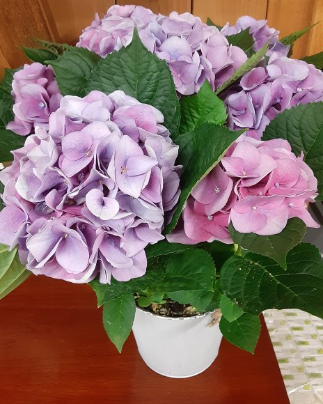 37 flowers
