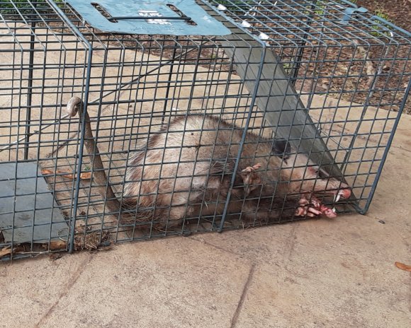 42 possum