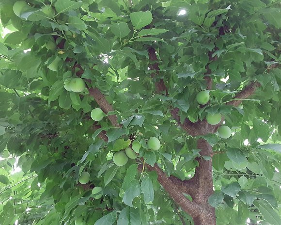 46 plums