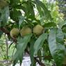 47 peaches