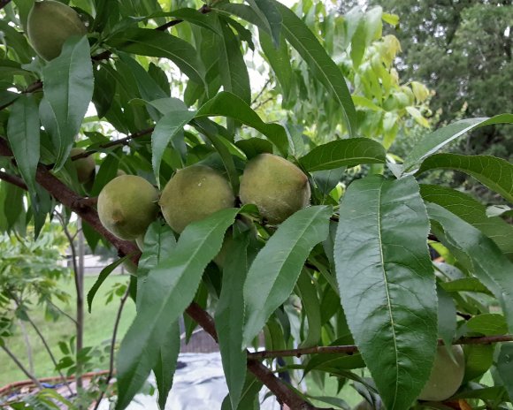47 peaches