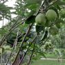 48 apples