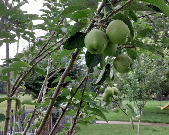 48 apples