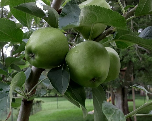49 apples