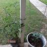 50 garden