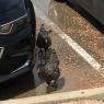 56 chickens at work
