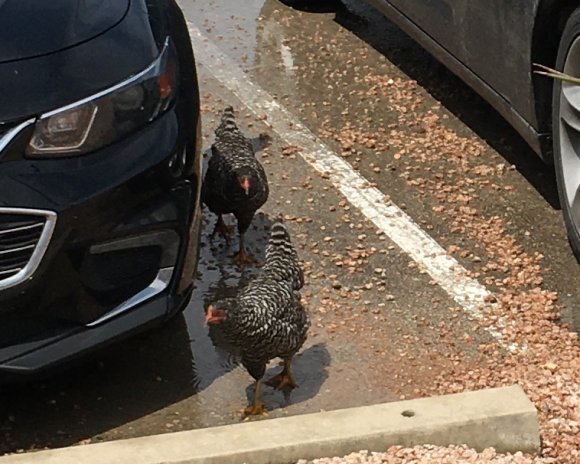 56 chickens at work
