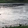 59 ducks