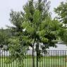 60 peach tree