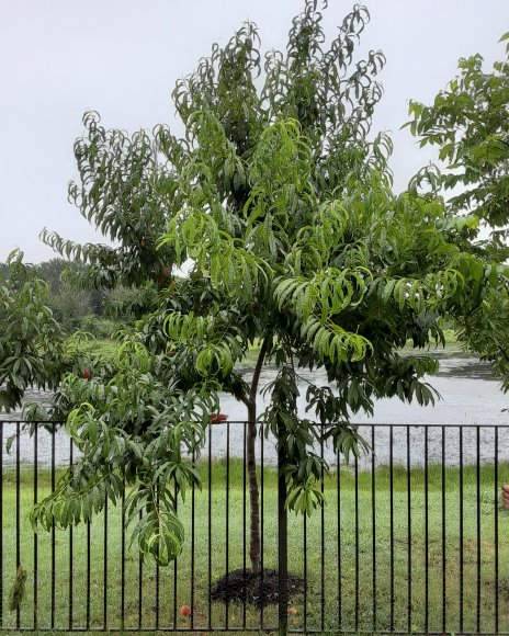 60 peach tree