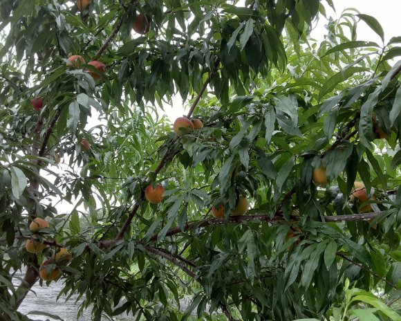 61 peaches