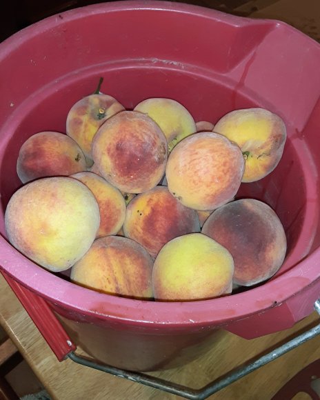 64 peaches