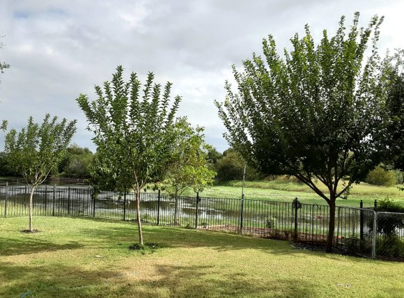 82 trees