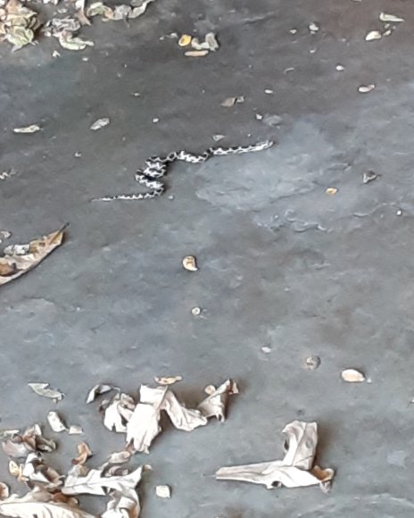 84 snake in garage