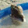 galveston (1)