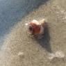 galveston (10)