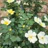 28 yellow rose