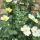 28 yellow rose