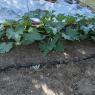 45 zucchini