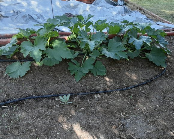 45 zucchini