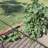 46 pumpkin tomato