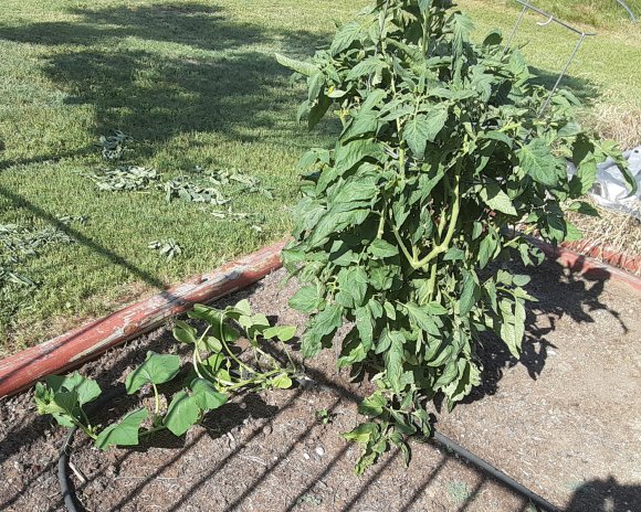 46 pumpkin tomato