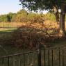 59 neighbor tree