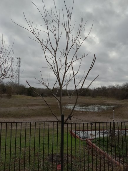 pecan before