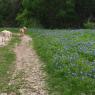 bluebonnets