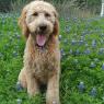 dogs bluebonnets (1)