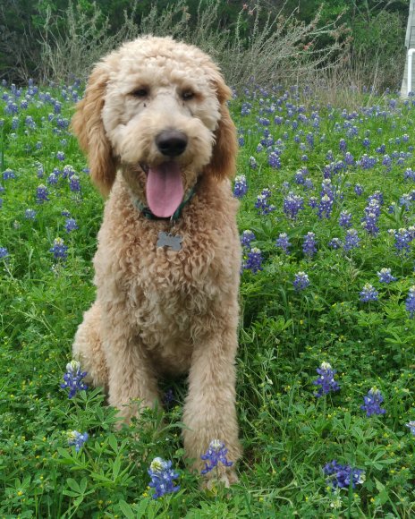 dogs bluebonnets (1)