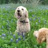 dogs bluebonnets (2)
