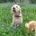 dogs bluebonnets (2)