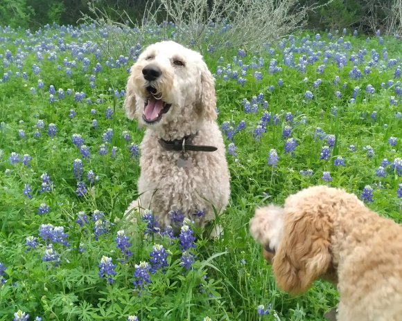 dogs bluebonnets (2)
