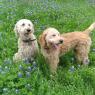 dogs bluebonnets (3)