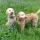 dogs bluebonnets (3)