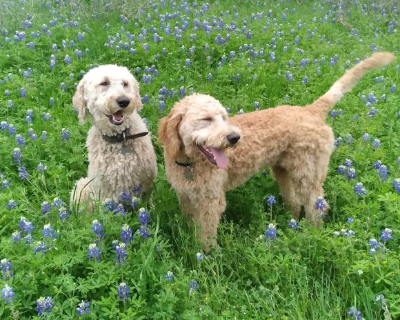 dogs bluebonnets (3)