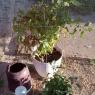 06 rescued from the garden