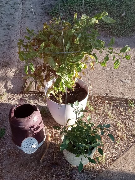 06 rescued from the garden
