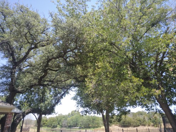 tree