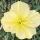 11 yellow flower
