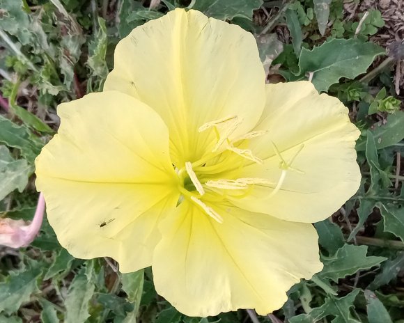 11 yellow flower