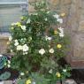 14 yellow roses