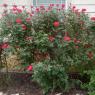 17 red rose