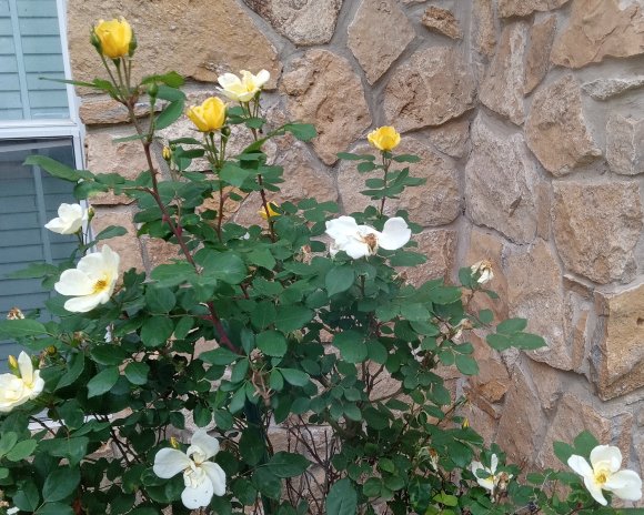 18 yellow