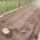 19 garden